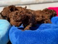 Oyuncu Çikolata Toy Poodle Yavruları