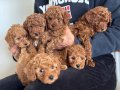 Oyuncu Çikolata Toy Poodle Yavruları