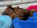 Oyuncu Çikolata Toy Poodle Yavruları