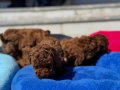 Oyuncu Çikolata Toy Poodle Yavruları