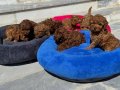 Oyuncu Çikolata Toy Poodle Yavruları