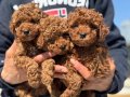 Oyuncu Çikolata Toy Poodle Yavruları