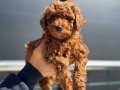 Oyuncu Çikolata Toy Poodle Yavruları