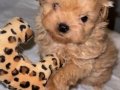 Tea cup kore maltipoo yavrular