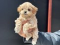 Show kalite kore kan maltipoo yavrularımız