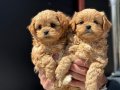 Show kalite kore kan maltipoo yavrularımız