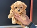 Show kalite kore kan maltipoo yavrularımız