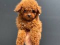 Show Kalite Mikro Poodle
