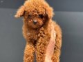 Show Kalite Mikro Poodle