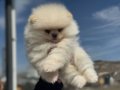 Ayı Surat Teddy Face Pomeranian Yavruları