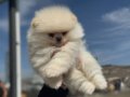 Ayı Surat Teddy Face Pomeranian Yavruları