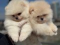 Ayı Surat Teddy Face Pomeranian Yavruları