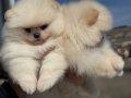 Ayı Surat Teddy Face Pomeranian Yavruları
