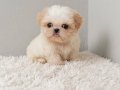 Show Kalite Morkie Bebek