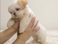 Show Kalite Morkie Bebek