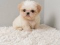 Show Kalite Morkie Bebek