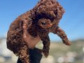 Darkbrown Karamel Tonlu Kore Toy Poodle Yavruları