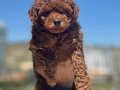 Darkbrown Karamel Tonlu Kore Toy Poodle Yavruları