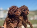 Darkbrown Karamel Tonlu Kore Toy Poodle Yavruları