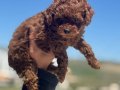 Darkbrown Karamel Tonlu Kore Toy Poodle Yavruları