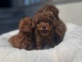 Darkbrown Karamel Tonlu Kore Toy Poodle Yavruları