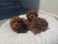 Darkbrown Karamel Tonlu Kore Toy Poodle Yavruları