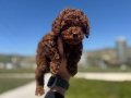 Darkbrown Karamel Tonlu Kore Toy Poodle Yavruları