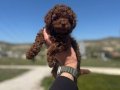 Darkbrown Karamel Tonlu Kore Toy Poodle Yavruları