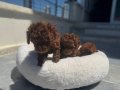 Darkbrown Karamel Tonlu Kore Toy Poodle Yavruları