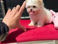 Ankarada Yasal Ruhsatlı Çiftlikden Tea Cup Morkie Yavrumuz