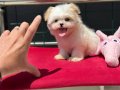 Ankarada Yasal Ruhsatlı Çiftlikden Tea Cup Morkie Yavrumuz