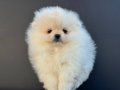 pomeranian yavrularımız