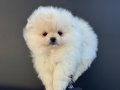 pomeranian yavrularımız