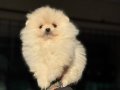 pomeranian yavrularımız
