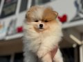 pomeranian yavrularımız