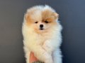 pomeranian yavrularımız