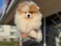 pomeranian yavrularımız