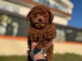 Show kalite tea cup kore poodle yavrularımız