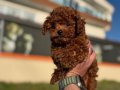 Show kalite tea cup kore poodle yavrularımız