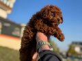Show kalite tea cup kore poodle yavrularımız