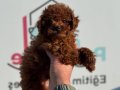 Show kalite tea cup kore poodle yavrularımız
