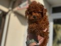 Show kalite tea cup kore poodle yavrularımız
