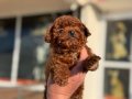 Show kalite tea cup kore poodle yavrularımız