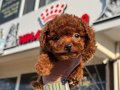 Show kalite tea cup kore poodle yavrularımız