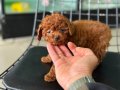 Show kalite tea cup kore poodle yavrularımız