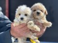 Maltipoo Yavrular