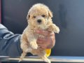 Maltipoo Yavrular