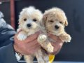 Maltipoo Yavrular