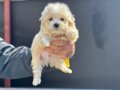 Maltipoo Yavrular
