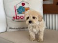 Maltipoo Yavrular